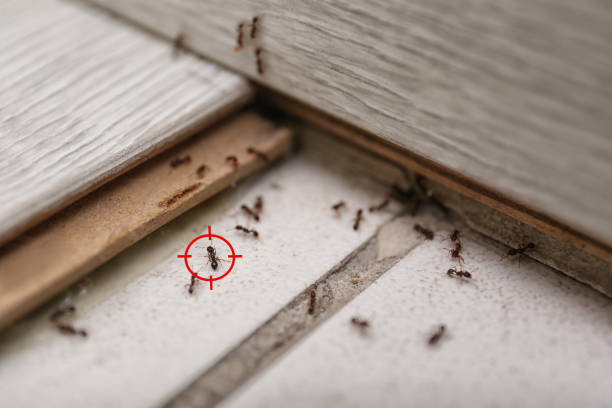Best Residential Pest Control  in Willow Park, TX