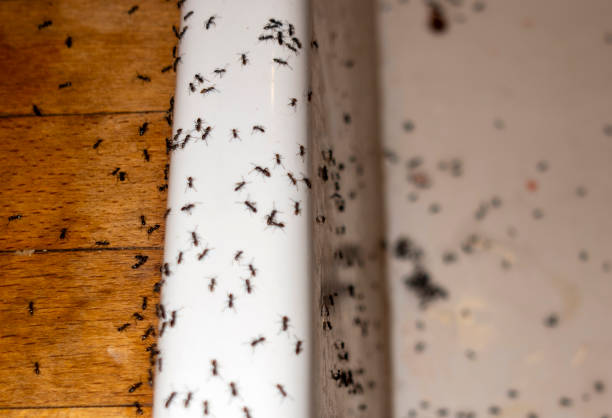 Best Cockroach Control Services  in Willow Park, TX