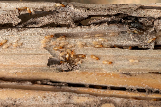 Best Insect Control  in Willow Park, TX